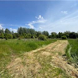 Disc Golf at Cosgrove Park