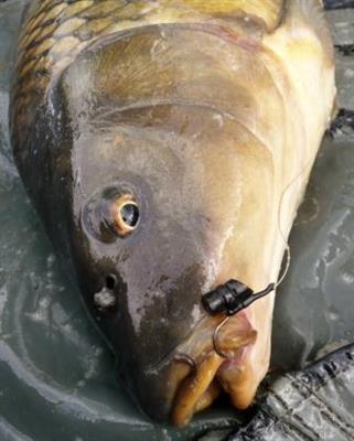 CARP FISHING INLINE LEADS 3 patterns available in 1-3oz