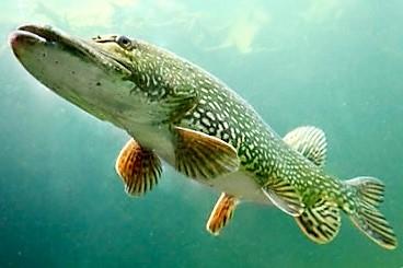 pike fishing